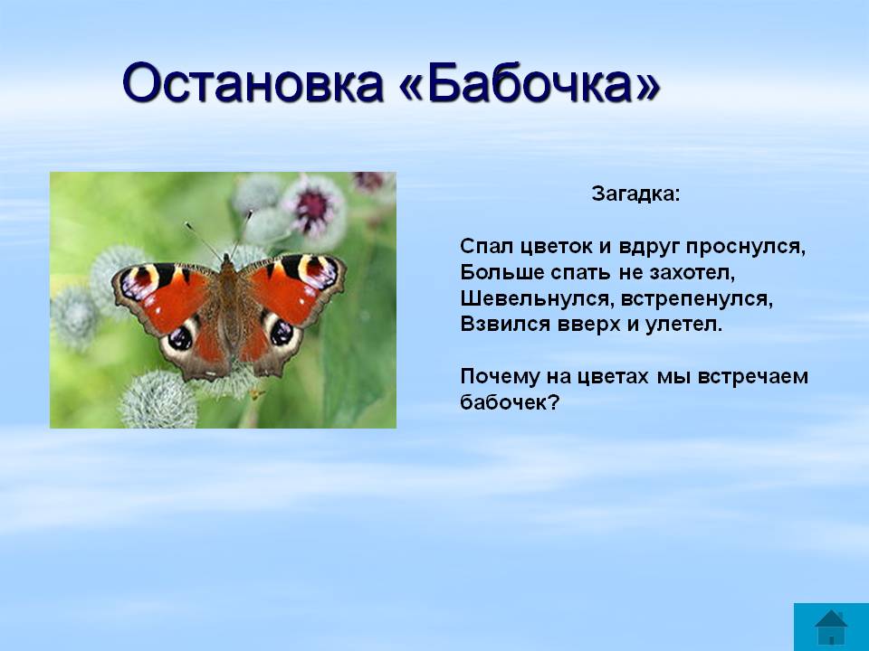 Загадки про бабочку для детей