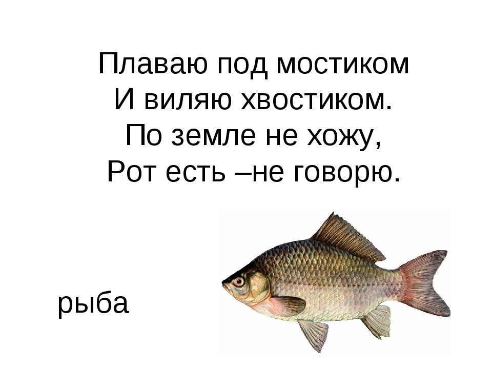 Загадки про рыб с ответами: для детей 3-4, 5-6 лет и для школьников 1 класса, простые, сложные и про рыб, живущих в аквариуме