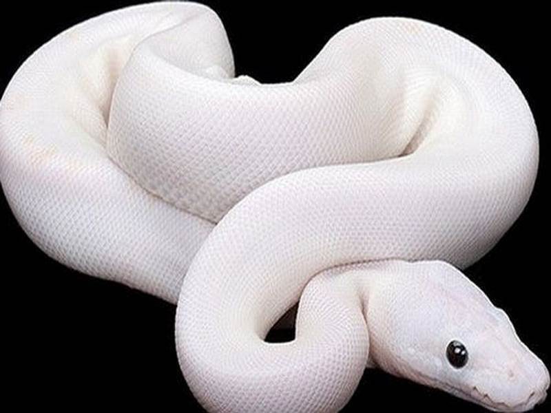 Читать сказку белая змея - братья якоб и вильгельм гримм, онлайн бесплатно с иллюстрациями.