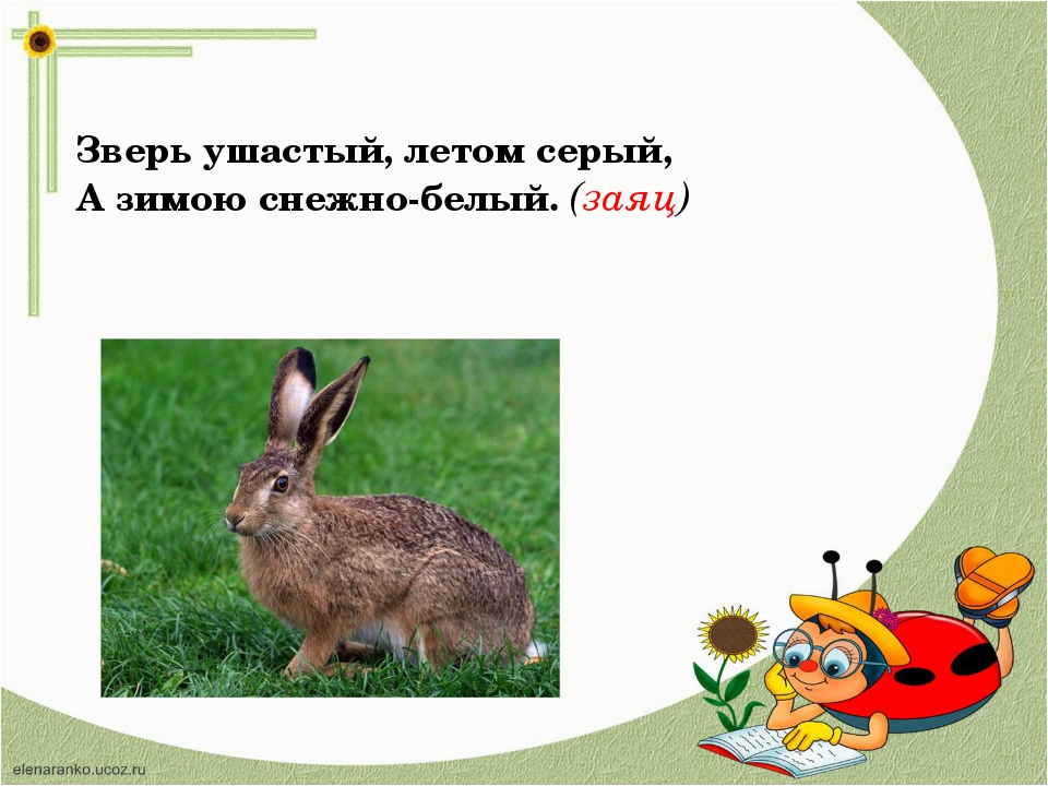 Загадки про зайца с ответами – 45 самых лучших загадок – ladyvi.ru