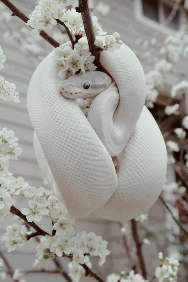Белая змея