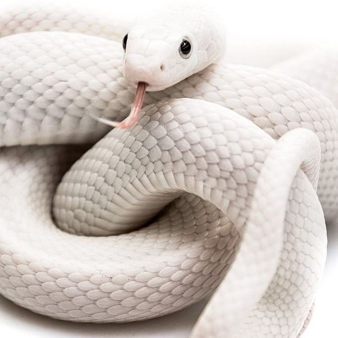 Читать сказку белая змея - братья якоб и вильгельм гримм, онлайн бесплатно с иллюстрациями.