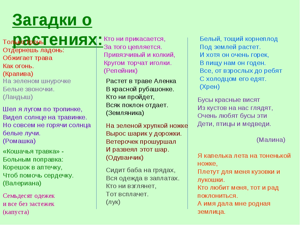Простые загадки о растениях :: syl.ru