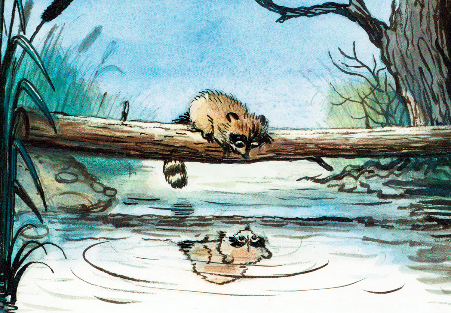 Крошка енот и тот, кто сидит в пруду ∼ сказка лилиан муур — американской детской писательницы и поэтессы