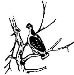 Разговор птиц и зверей — пришвин м.м. рассказ про птичьи разговоры.
