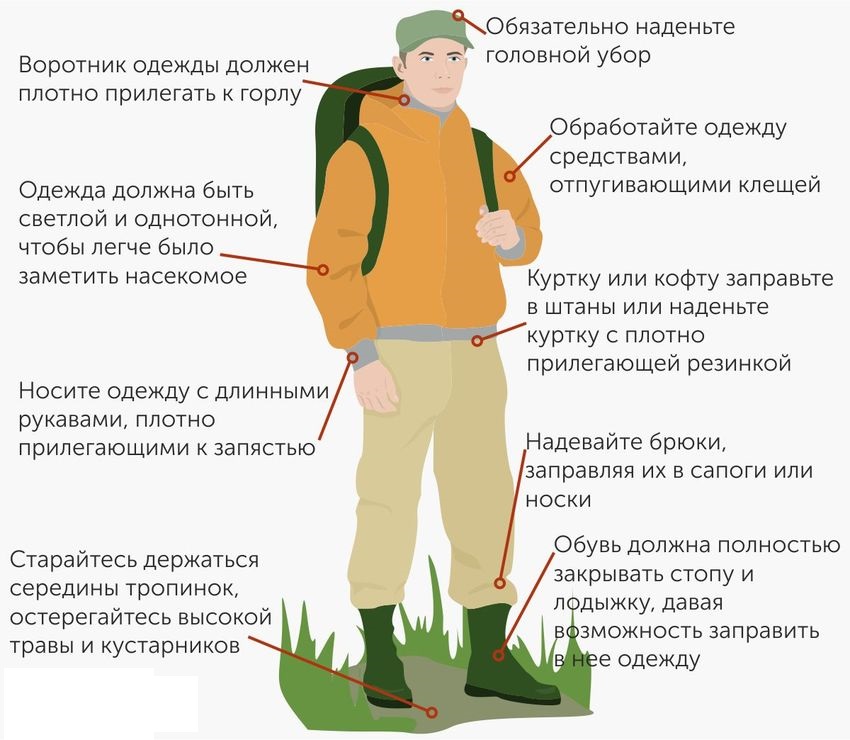 7 мифов об укусе клеща: информация, которая сохранит твое здоровье! – в курсе жизни