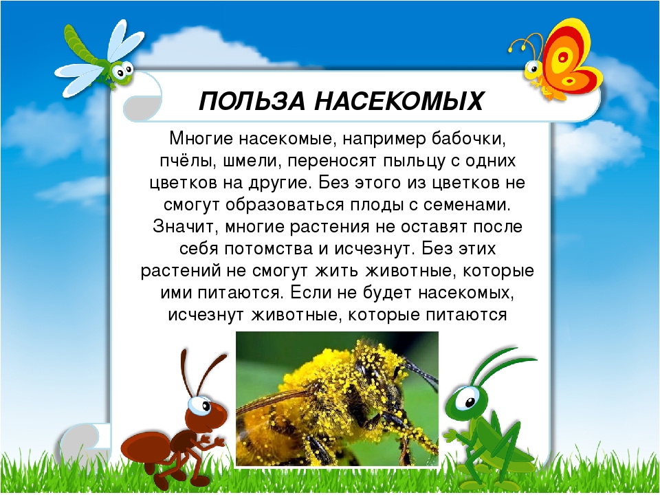Рассказы о насекомых для дошкольников