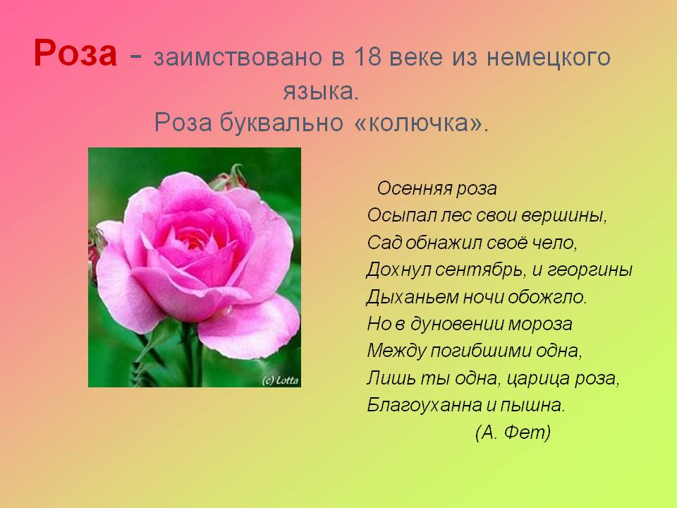 Как пишется слово розовый. Рассказ о Розе. Описание розы.