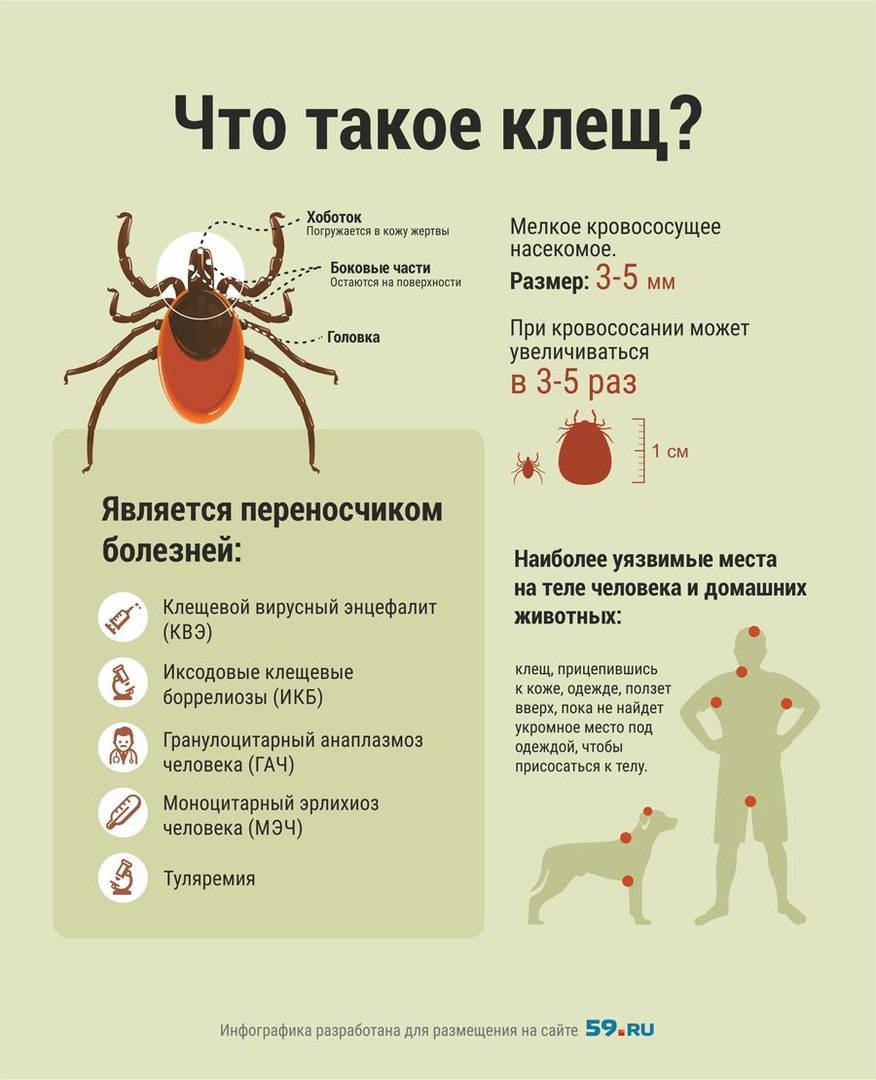 Основы безопасности жизнедеятельности6 класс