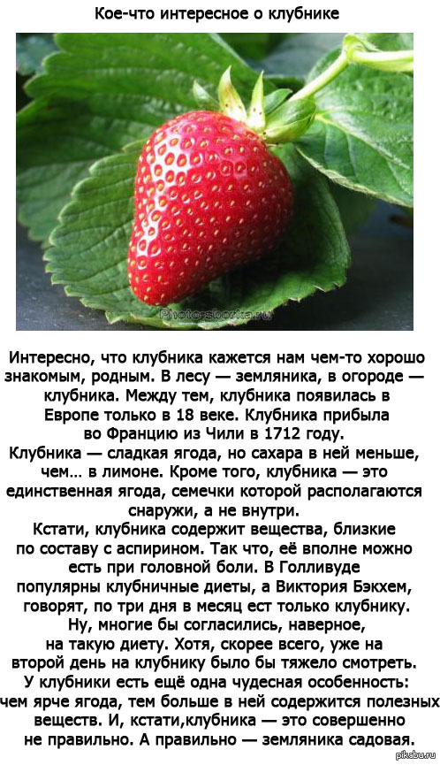 Загадки про ягоды с ответами - я happy мама