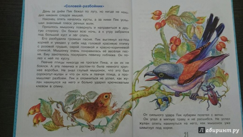 Краткое содержание бианки почему чайки белые? за 2 минуты пересказ сюжета - киц г.севастополь | культурно-информационный центр