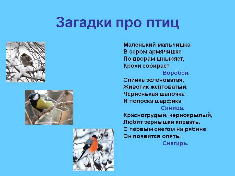  придуманные сказки про птиц