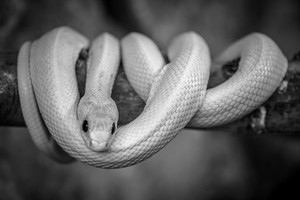 Белая змея (братья гримм). кратчайшее содержание