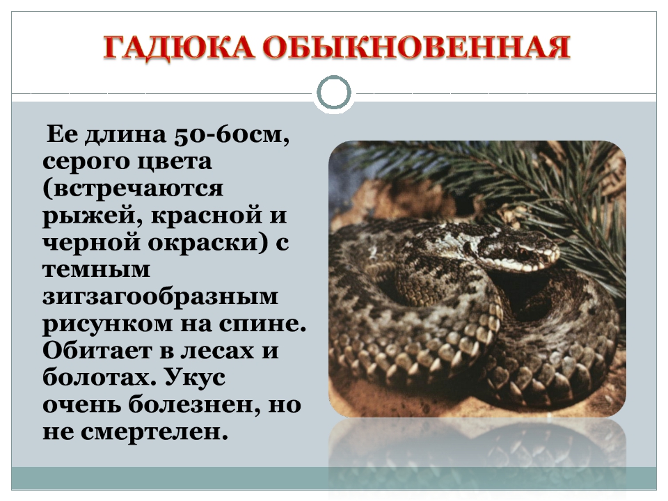 К.ушинский рассказы о животных (читать онлайн, скачать)