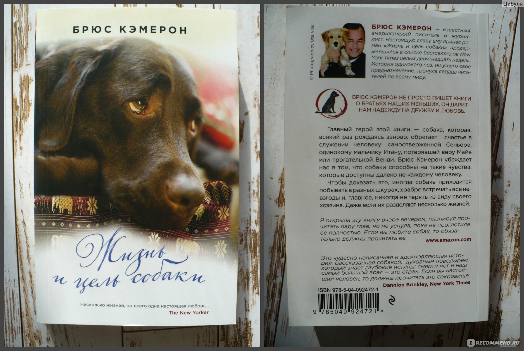 Жизнь собаки книга. Брюс Кэмерон собачья жизнь. Жизнь и цель собаки Брюс Кэмерон книга. Брюс Кэмерон книги про собак. Книга жизнь и цель собаки Брюс Кэмерон обложка.