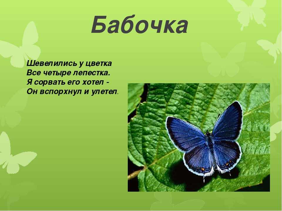 Загадки про бабочку для детей 3-4, 5-6 и 7 лет: короткие, с отгадкой в рифму, сложные и про различные виды бабочек