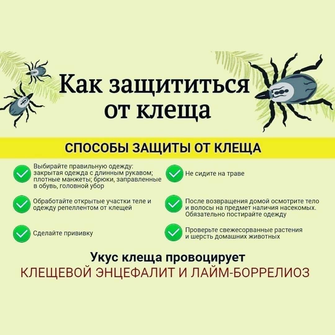7 мифов об укусе клеща: информация, которая сохранит твое здоровье! | samiysok.com