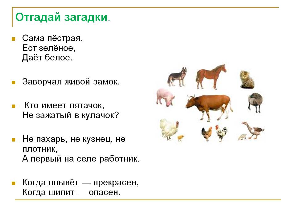 Загадки про животных |