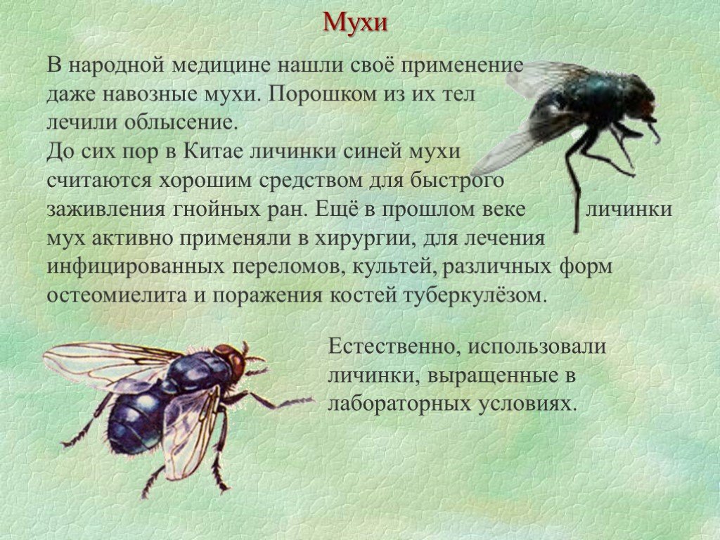 Муха происхождение. Муха для презентации. Описание мухи. Характеристика мухи. Доклад про мух.