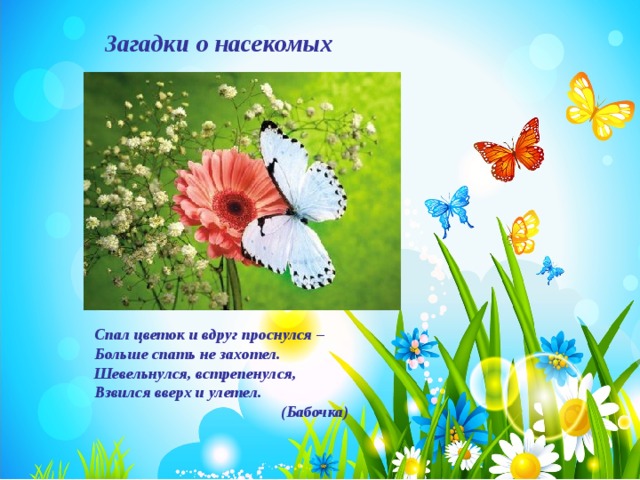 Детские загадки про бабочку и ее разновидности. детские загадки про бабочку и ее разновидности загадка про бабочку на белорусском языке