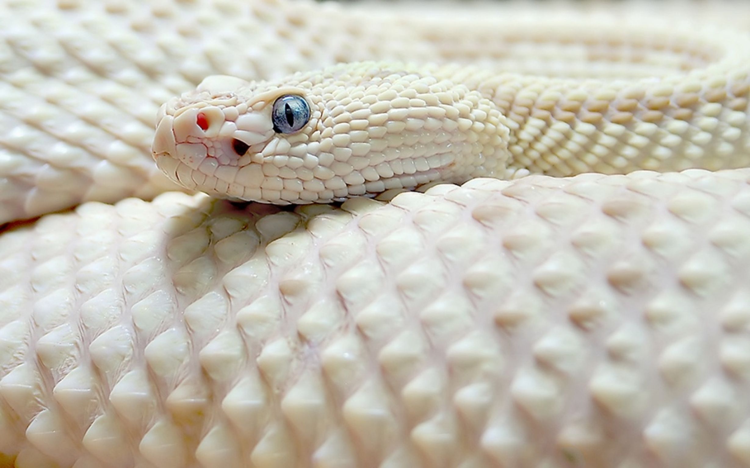 Сказка белая змея читать онлайн якоб и вильгельм гримм