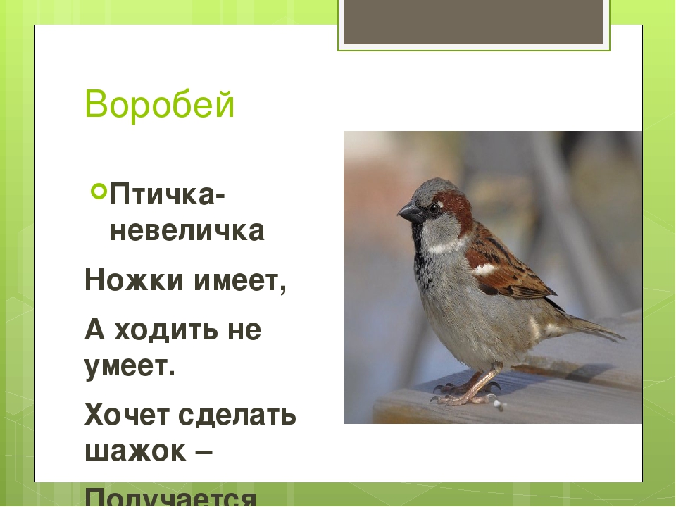 Загадки про птиц с ответами для 1-2 класса - детский час