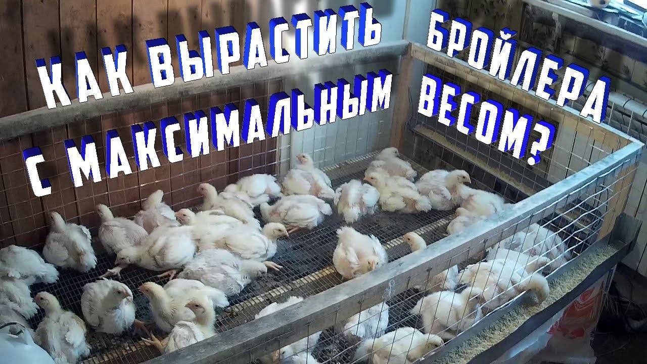 Выращивание цыплят-бройлеров: как правильно построить бизнес