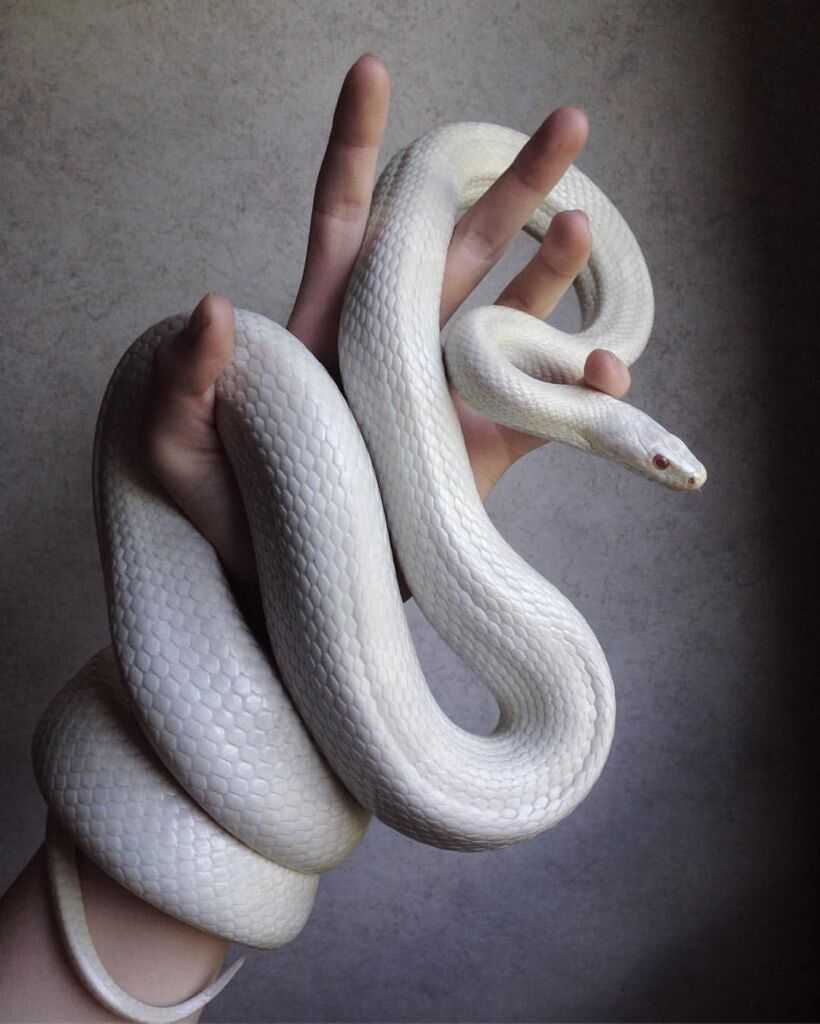 Белый змей (сказка) - frwiki.wiki