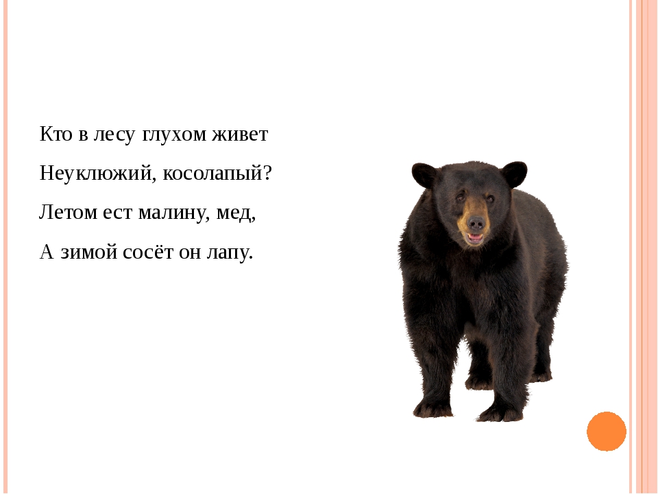 Загадки про медведя с ответами