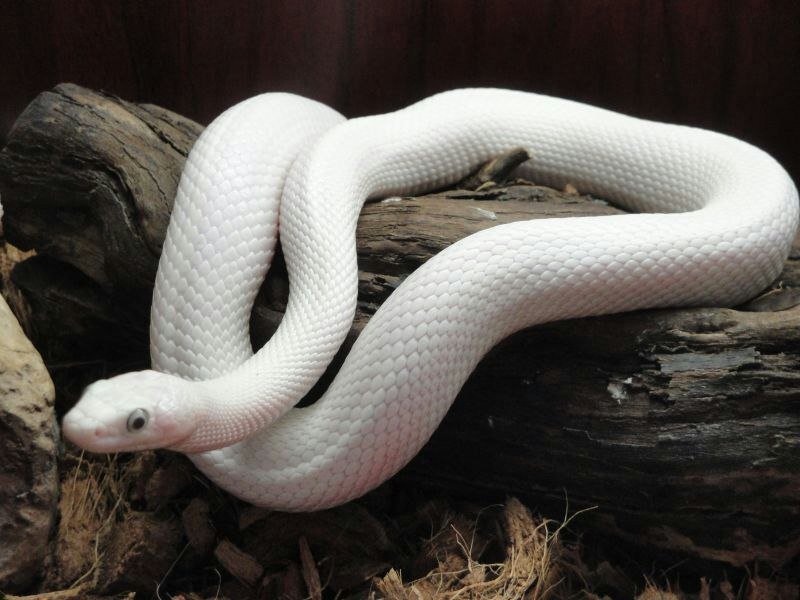 Белая змея (братья гримм). очень краткое содержание
