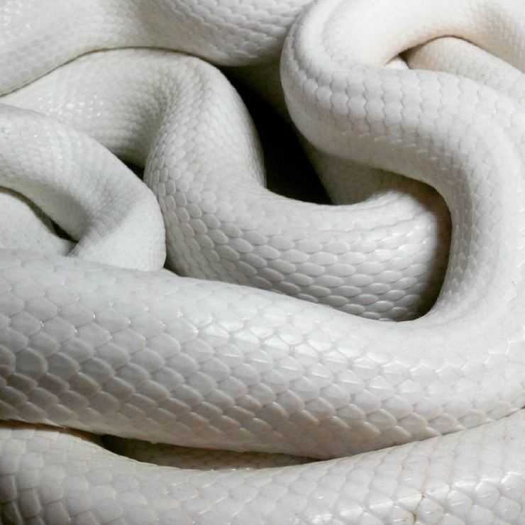 Читать сказку белая змея онлайн бесплатно
