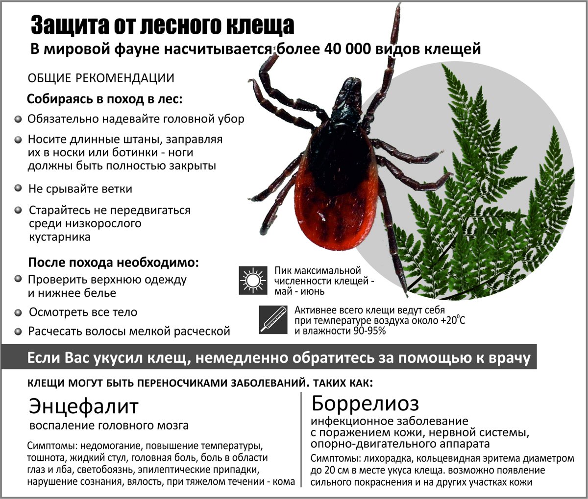 Осторожно, клещи! как подготовиться к сезону? — ботаничка