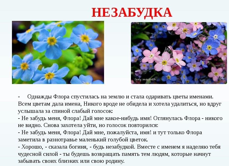 132 загадки про цветы: изучаем растения с детьми