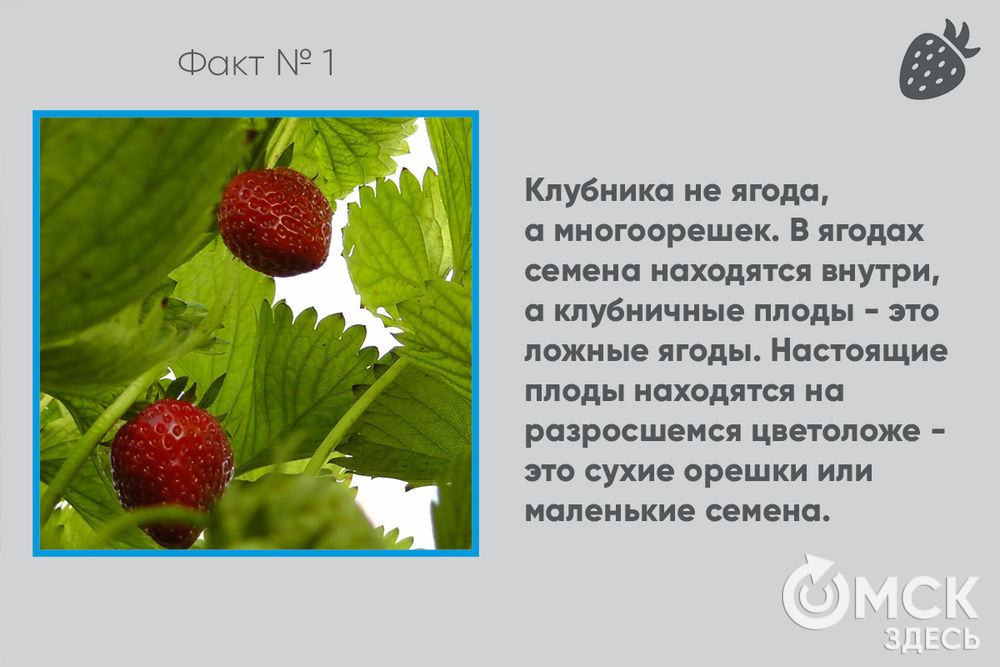 Загадки про ягоды — блог милы