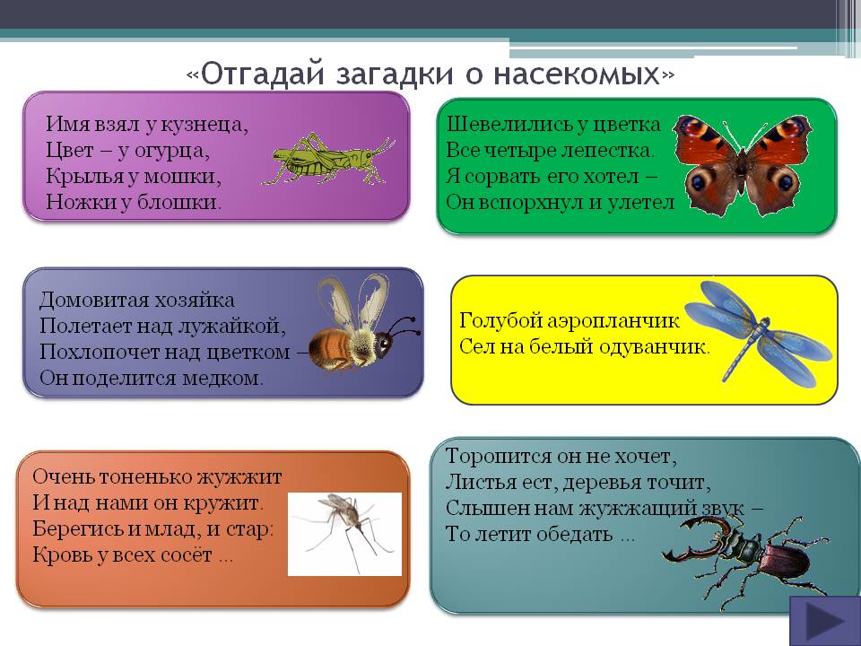 Жучки и паучки: жизнь насекомых в детских книгах