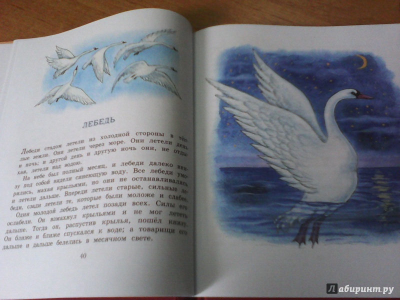Лебеди (толстой) 📕 читать книгу онлайн полностью скачать fb2 epub pdf бесплатно