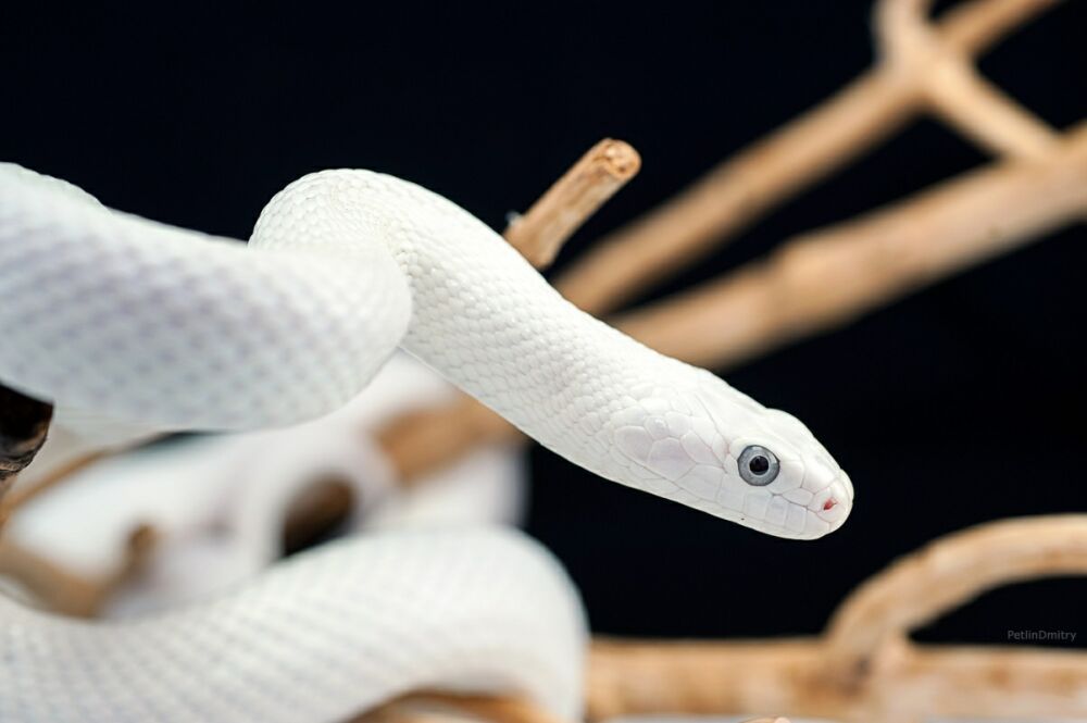 Сказка белая змея читать онлайн бесплатно