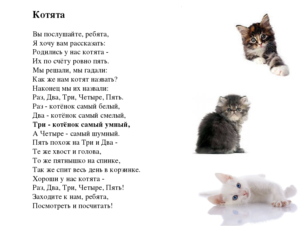 Стихи про котов, кошек и котят
