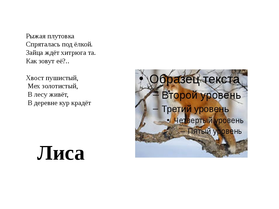 Загадки про лису с ответами – 50 самых лучших загадок – ladyvi.ru