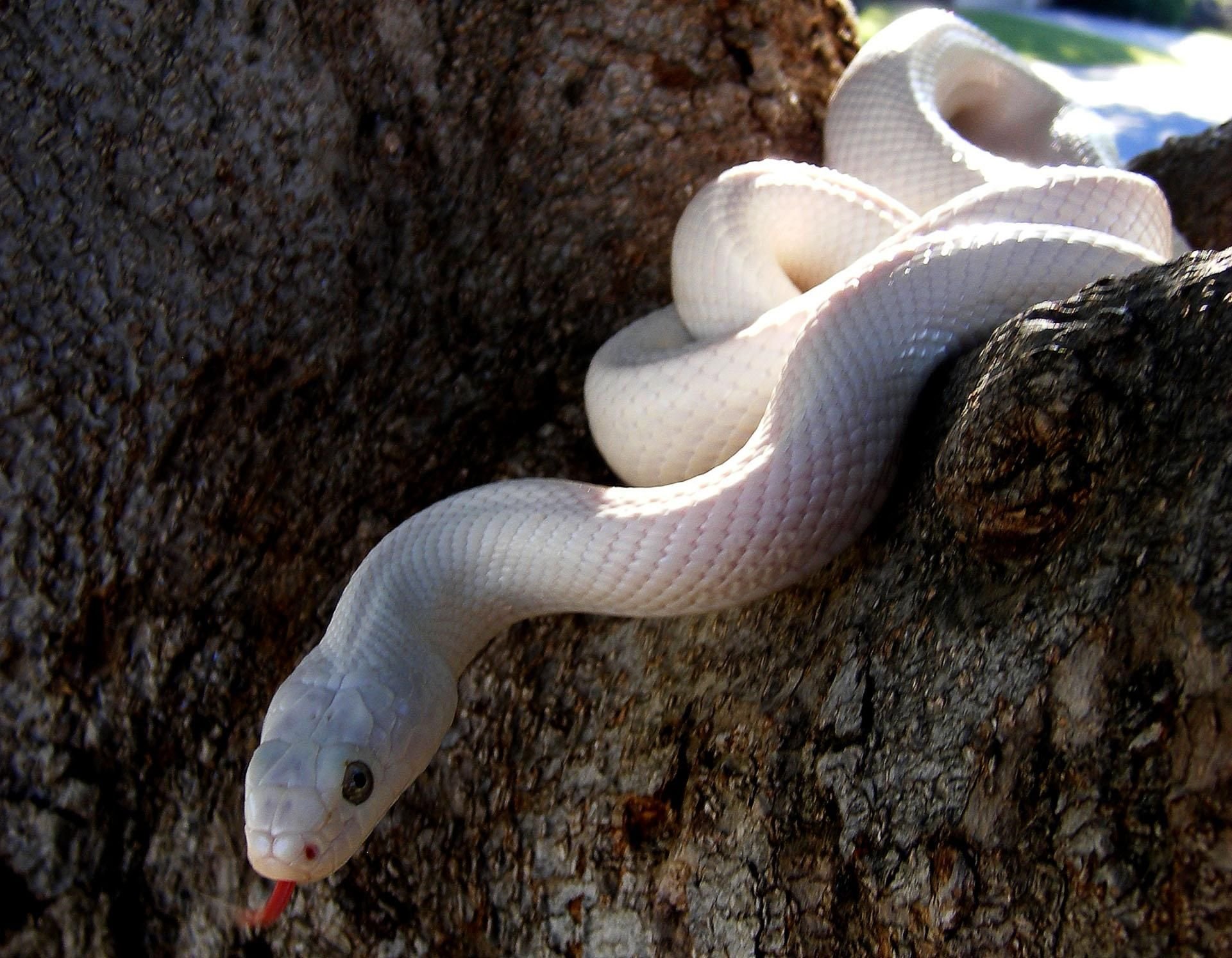 Сказки братьев гримм : белая змея