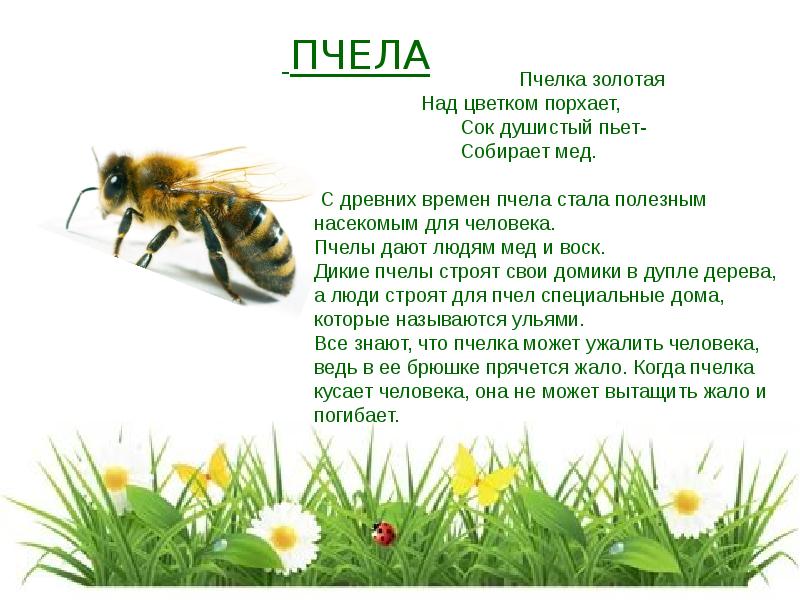 Пчелки на разведке в каком предложении сформулирована главная мысль текста