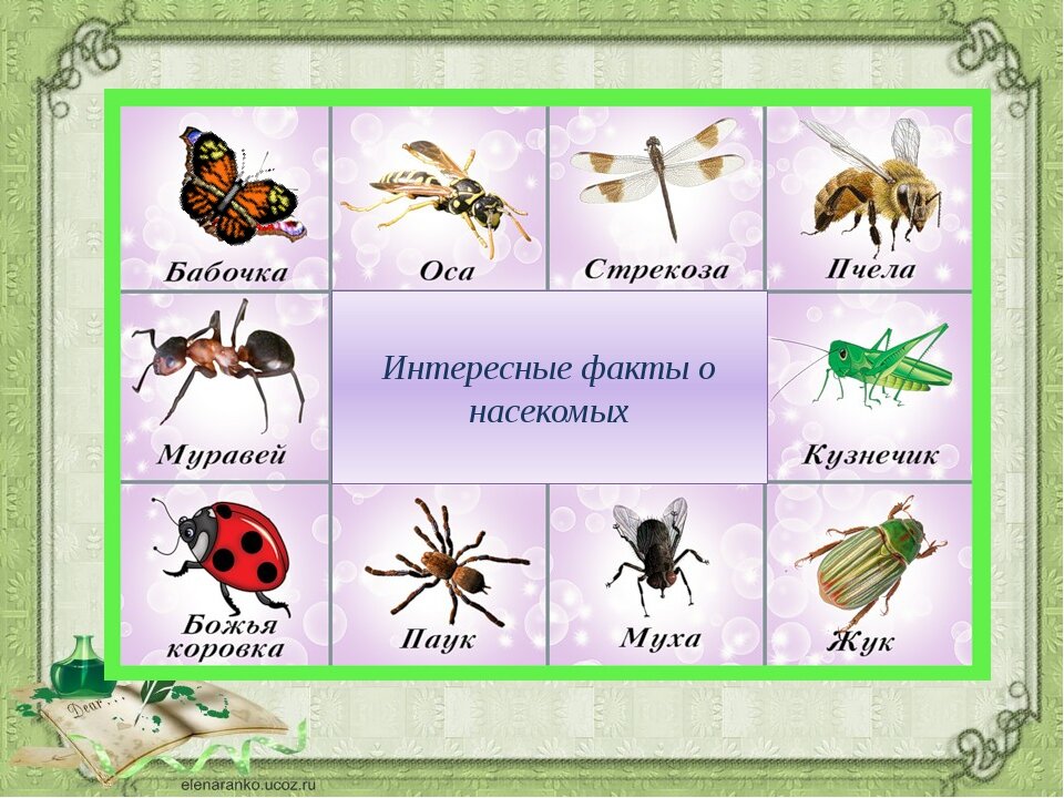 Расскажите детям о насекомых - емельянова э. - страница 2 - узнай-ка!