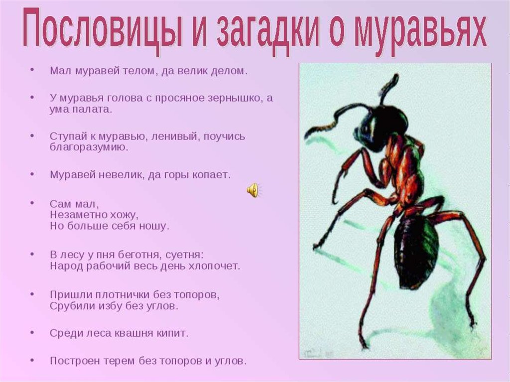 Короткие рассказы о насекомых для детей дошкольного возраста
