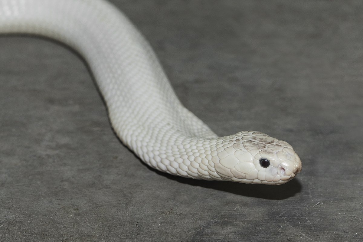 Белый змей (сказка) - frwiki.wiki