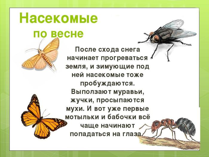 Расскажите детям о насекомых — емельянова э. — узнай-ка!