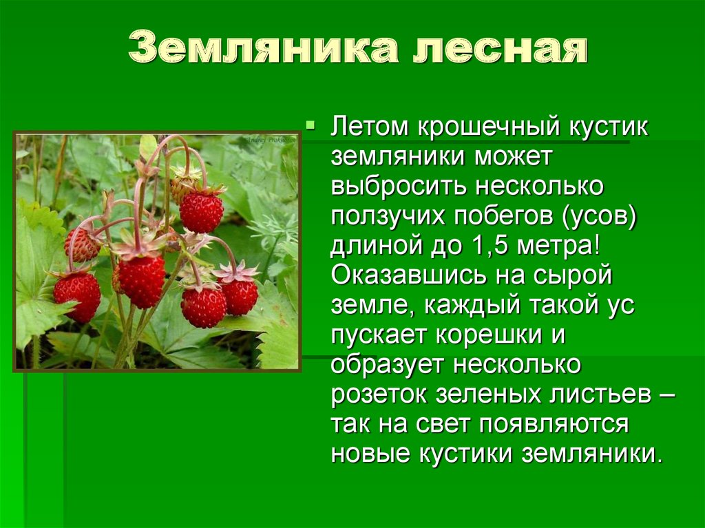 82 загадки про ягоды: изучаем вкусные плоды с детьми