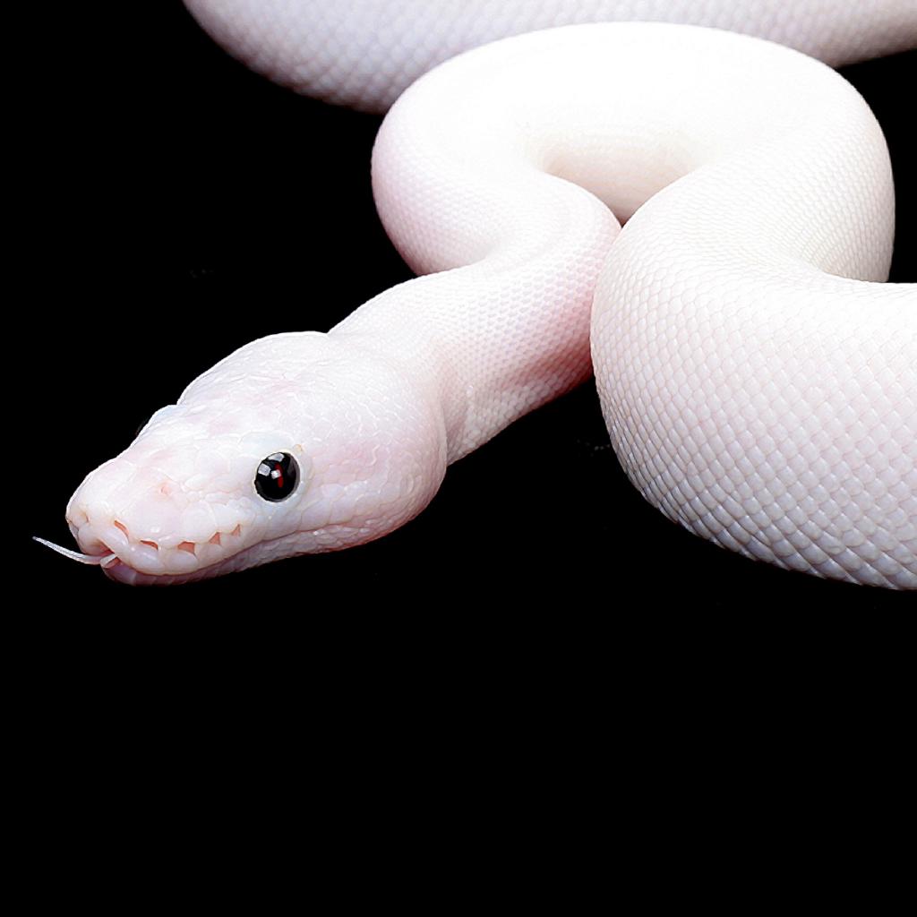 Белая змея : сказка братья гримм