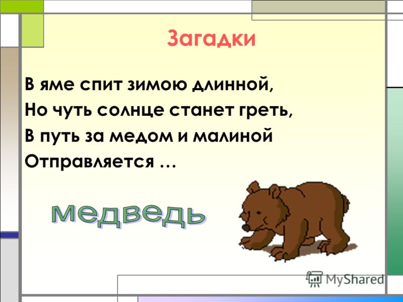60 лучших загадок про косолапого медведя для детей