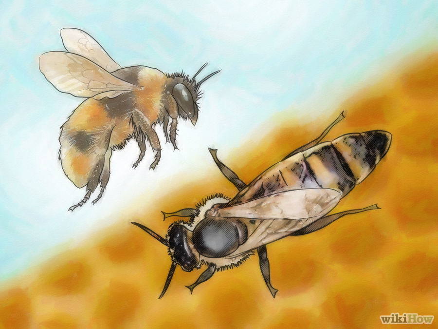 Пчелы и трутни. басня толстого