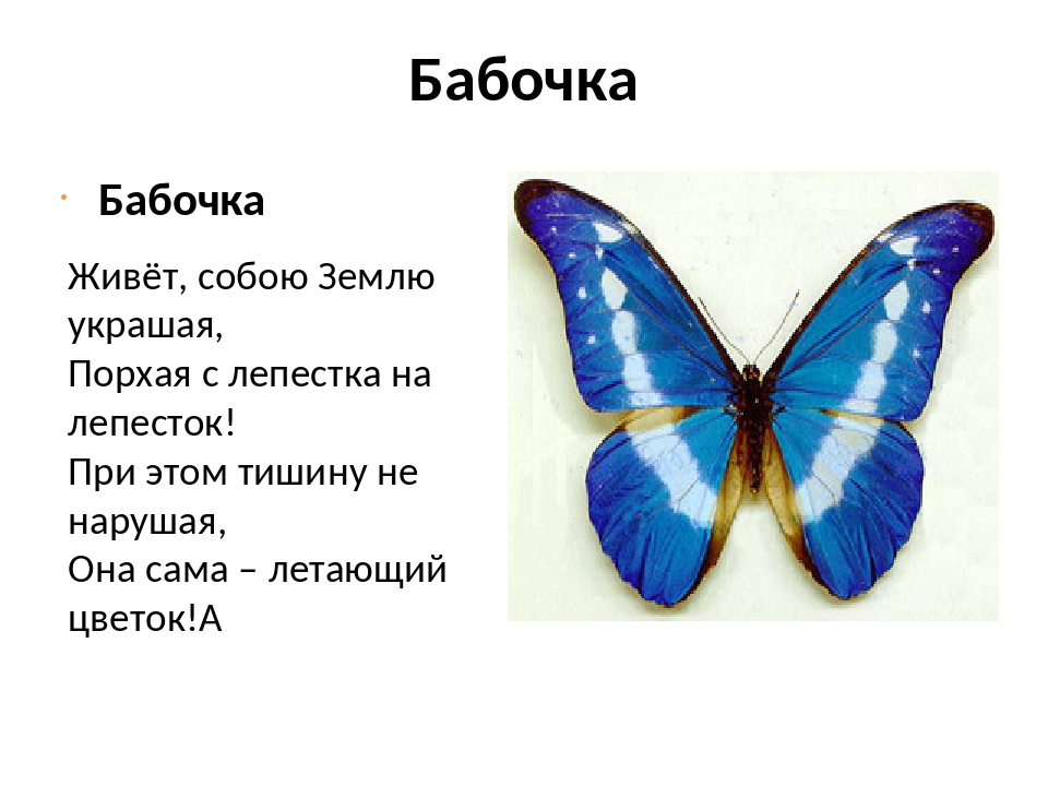 Тематическая подборка игр на тему «бабочка»